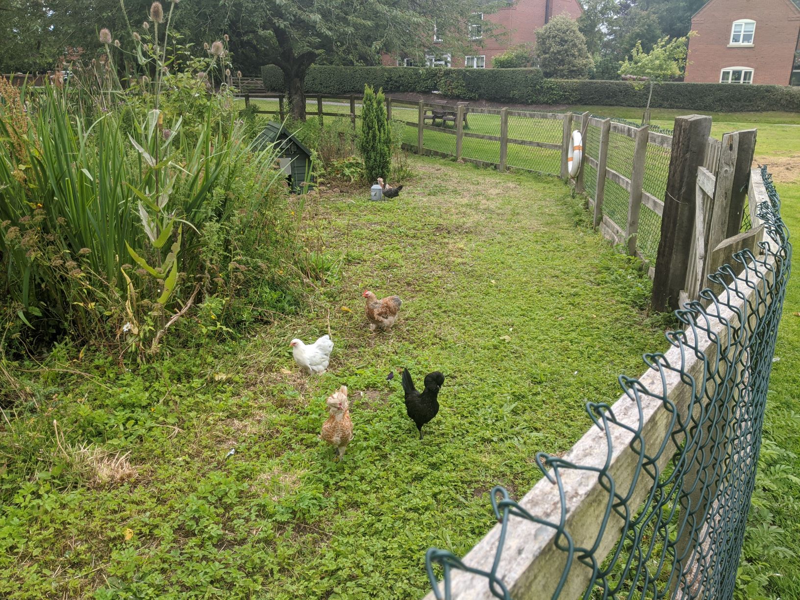 New residents of the pond area, August 4th